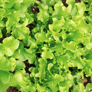 Lettuce (Leaf) Salad Bowl - (Lactuca Sativa) Seeds