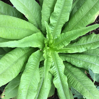 Lettuce (Leaf) Sword Leaf - (Lactuca Sativa) Seeds Seeds