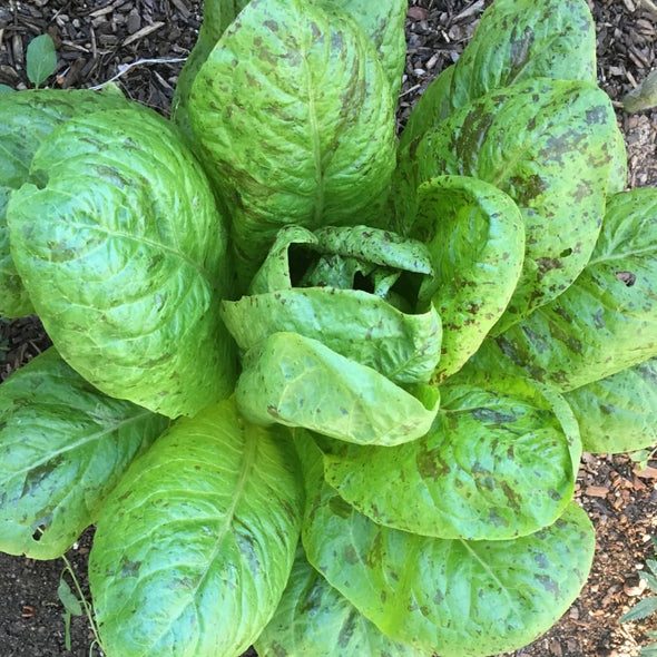 Lettuce (Romaine) Flashy Trout - (Lactuca Sativa) - Ossi Seeds