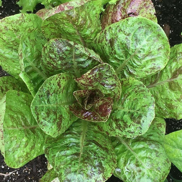 Lettuce (Romaine) Freckles - (Lactuca Sativa) Seeds