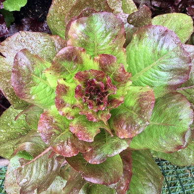 Lettuce (Romaine) Rouge Dhiver - (Lactuca Sativa) Seeds