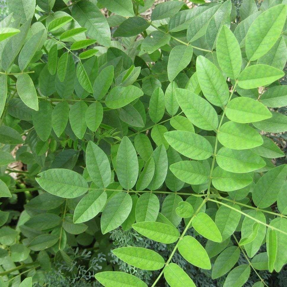 Seeds for Licorice | Glycyrrhiza Glabra | Amkha Seed
