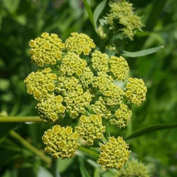 Lovage - (Levisticum Officinale) Seeds