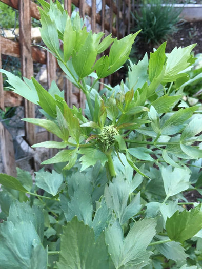 Lovage - (Levisticum Officinale) Seeds