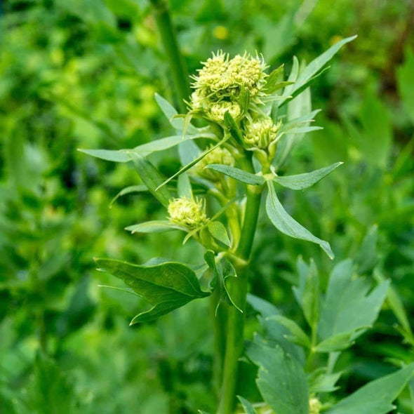 Lovage - (Levisticum Officinale) Seeds