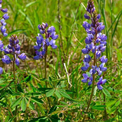 Lupine Wild - (Lupinus Perennis) Seeds