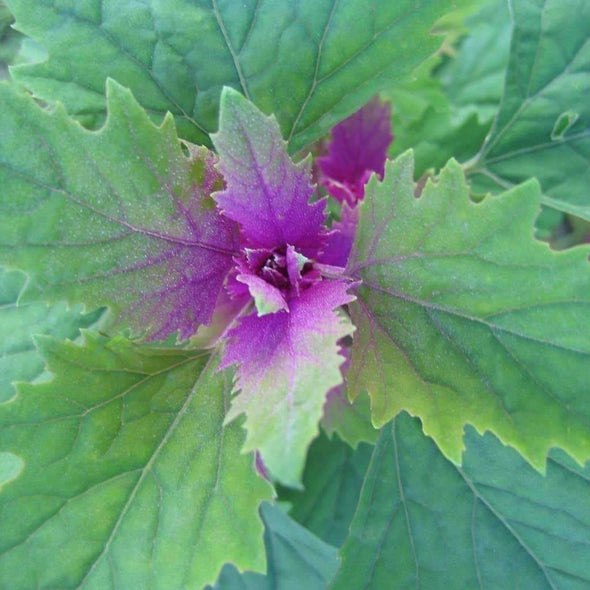 Magentaspreen - (Chenopodium Giganteum) Seeds