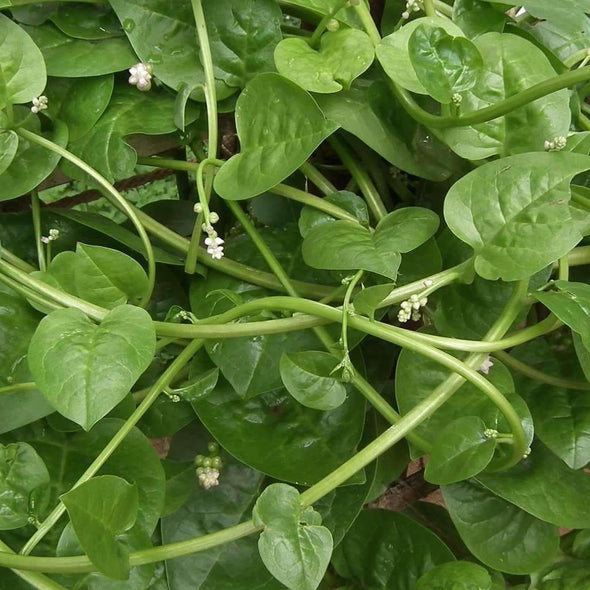 Malabar Spinach Green Vine - (Basella Alba) Seeds