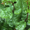 Malabar Spinach Red Vine - (Basella Alba Rubra) Seeds