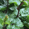 Malabar Spinach Red Vine - (Basella Alba Rubra) Seeds