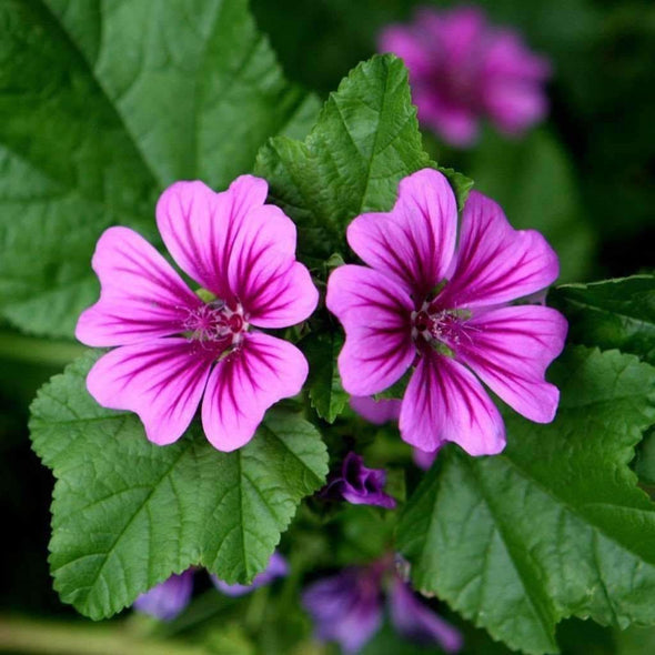 Mallow (Common) - (Malva Sylvestris Mauritiana) Seeds