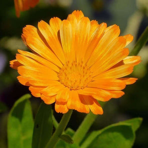 Marigold English - (Calendula Officinalis) Seeds