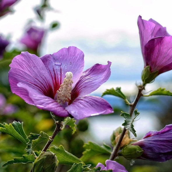 Marshmallow - (Althaea Officinalis) Seeds