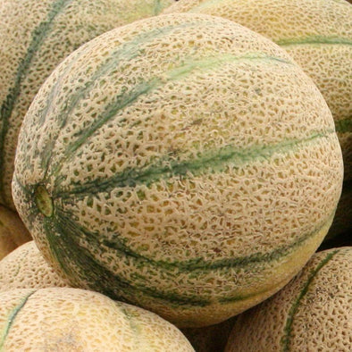Melon 'Hales Best Jumbo' - (Cucumis melo 'cantalupo') seeds - amkha-seed.myshopify.com