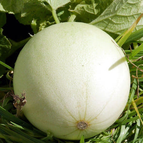 Melon 'Honey Dew Green Flesh' - (Cucumis melo 'inodorus') seeds - amkha-seed.myshopify.com