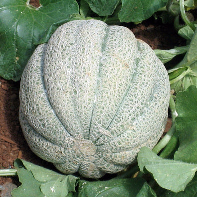 Melon 'Iroquois' - (Cucumis melo 'cantalupo') seeds - amkha-seed.myshopify.com