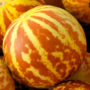 Melon Tigger - (Cucumis Melo) Seeds