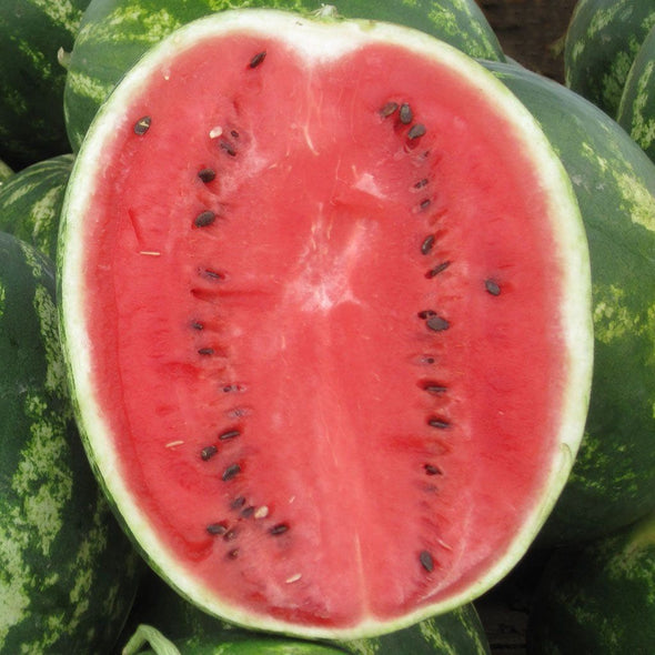 Melon (Watermelon) Crimson Sweet - (Citrullus Lanatus) Seeds