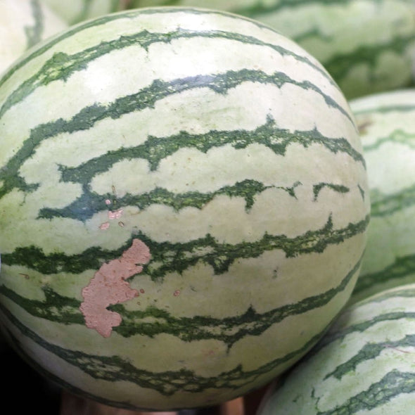 Melon (Watermelon) Dixie Queen - (Citrullus Lanatus) Seeds