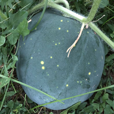 Melon (Watermelon) Moon And Stars - (Citrullus Lanatus) Seeds