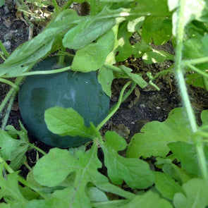 Melon (Watermelon) Sugar Baby - (Citrullus Lanatus) Seeds