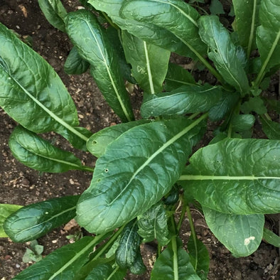 Mibuna Mibuna Early - (Brassica Rapa Japonica) Seeds