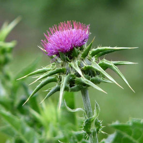 Milk Thistle - (Silybum Marianum) Seeds