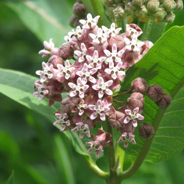 Milkweed Common - (Asclepias Syriaca) Seeds