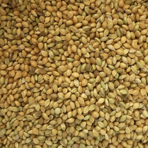 Millet German Golden - (Setaria Italica) Seeds