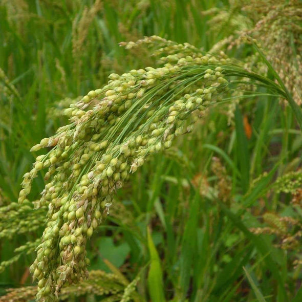 Millet White Proso - (Panicum Miliaceum) Seeds