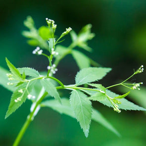 Mitsuba 'Japanese Parsley' - (Cryptotaenia japonica) seeds - amkha-seed.myshopify.com