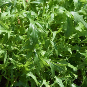 Mizuna - (Brassica Rapa Japonica) Seeds