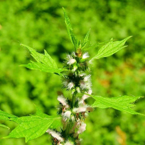 Motherwort - (Leonurus Cardiaca) Seeds