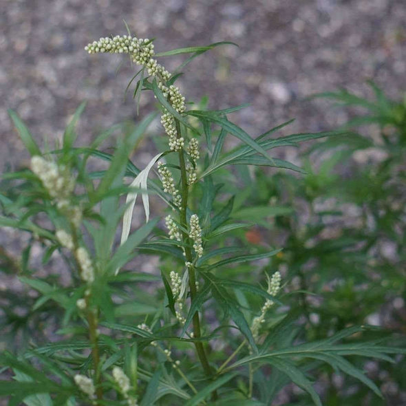 Mugwort - (Artemisia Vulgaris) Seeds