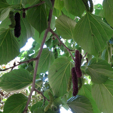 Mulberry Himalayan Black - (Morus Macroura) Seeds