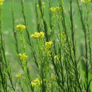 Mustard Black - (Brassica Nigra) Seeds