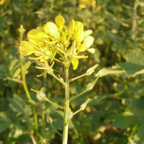 Mustard White - (Sinapis Alba) Seeds
