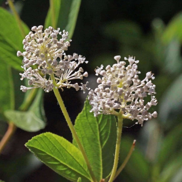 New Jersey Tea - (Ceanothus Americanus) Seeds