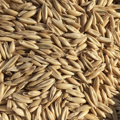 Common Oats - Bulk (Avena sativa) - Annie's Heirloom Seeds