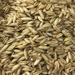 Oats Streaker Hulless - (Avena Nuda) Seeds