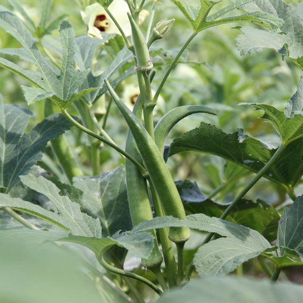 Okra 'Cow Horn' - (Abelmoschus esculentus) seeds - amkha-seed.myshopify.com