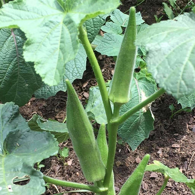 Okra Emerald - (Abelmoschus Esculentus) Seeds