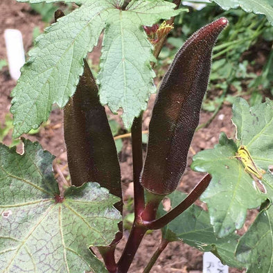 Okra Red Burgundy - (Abelmoschus Esculentus) Seeds