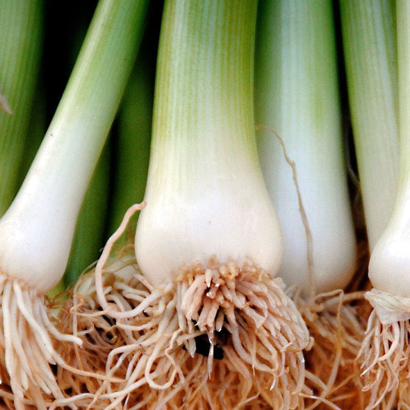Onion (Bunching) Heshiko - (Allium Fistulosum) Seeds
