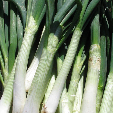 Onion (bunching) 'Shimonita Negi' - (Allium fistulosum) seeds - amkha-seed.myshopify.com