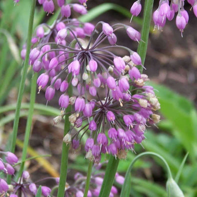 Onion Nodding - (Allium Cernuum) Seeds