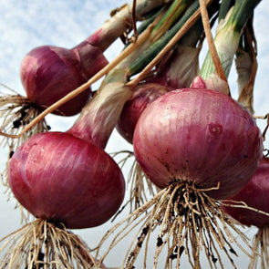 Onion 'Red Grano' - (Allium cepa) seeds - amkha-seed.myshopify.com