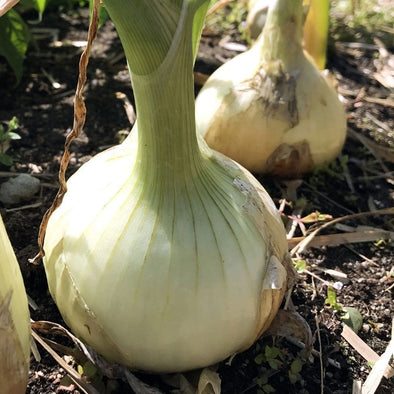 Onion Sweet Spanish White - (Allium Cepa) Seeds