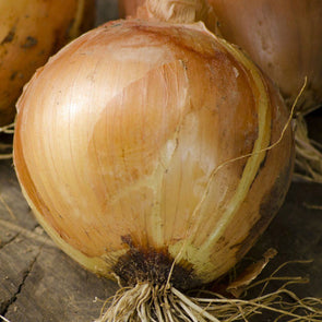 Onion 'Sweet Spanish Yellow' - (Allium cepa) seeds - amkha-seed.myshopify.com