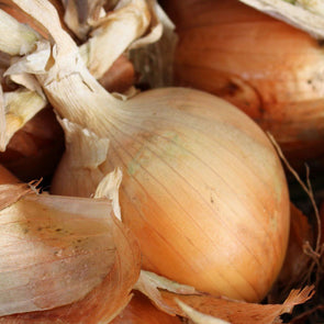 Onion 'Texas Early Grano' - (Allium cepa) seeds - amkha-seed.myshopify.com